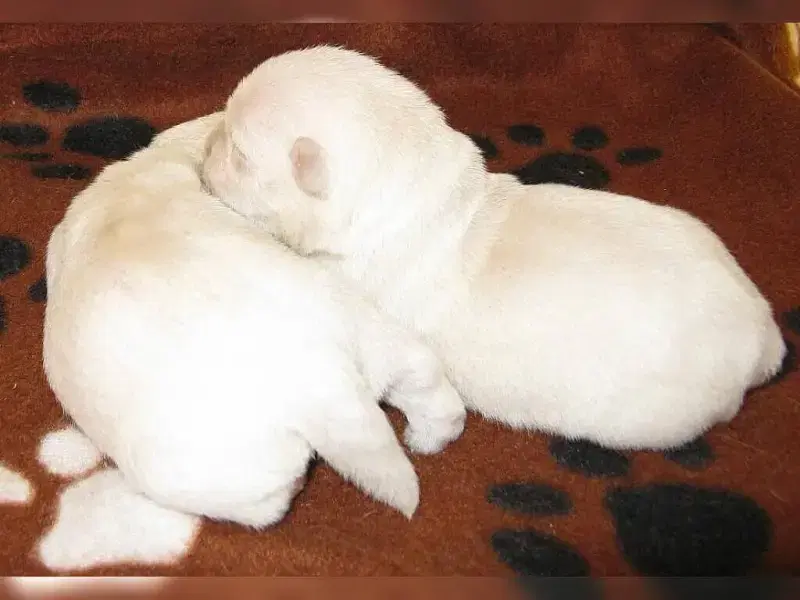 vom Schafstädter Hof