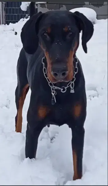dobermann-vom-sonnenberg - Bild 1