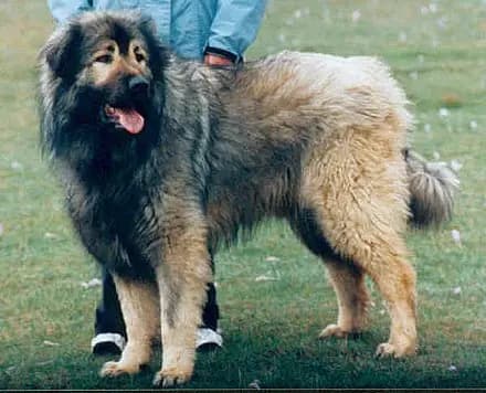 Berger de Charplanina – race de chien