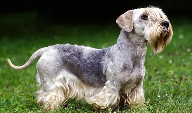 Cesky Terrier – dog breed