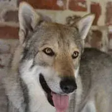 Lobo’s Legend