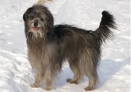 Pirene Çoban Köpeği – köpek ırkı