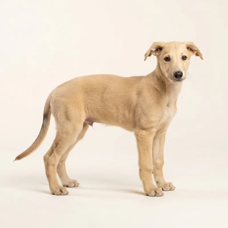 波兰灵缇犬 Welpe in 浅黄褐色