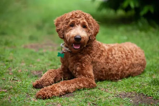 Labradoodle (Labrador x Pudel) – Hunderasse