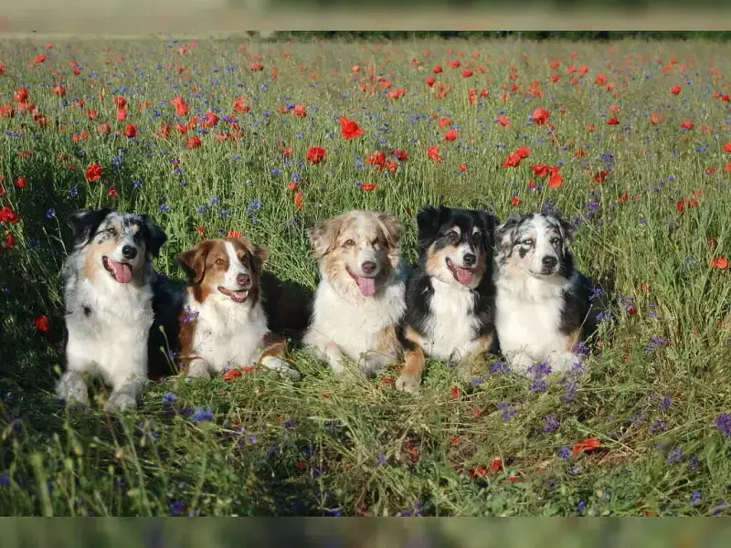 of the red poppy