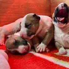 of the Bodyguard-Bulls