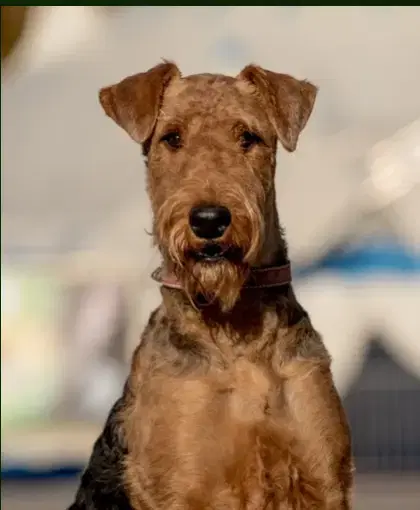 Airedale Terrier Züchter in Niedersachsen - Bild 1