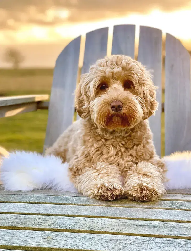 Heart & Soul Doodles Australian Labradoodles - Bild 1