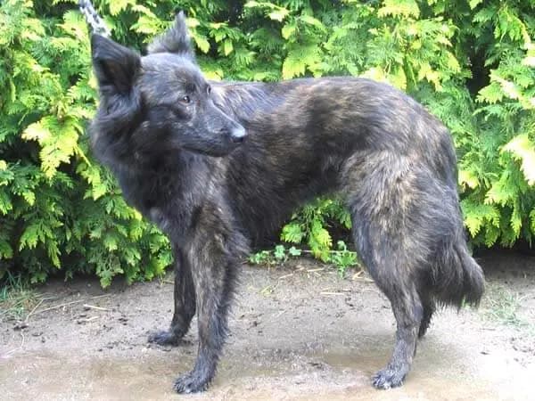 Holländischer Schäferhund (Langhaar) – Hunderasse