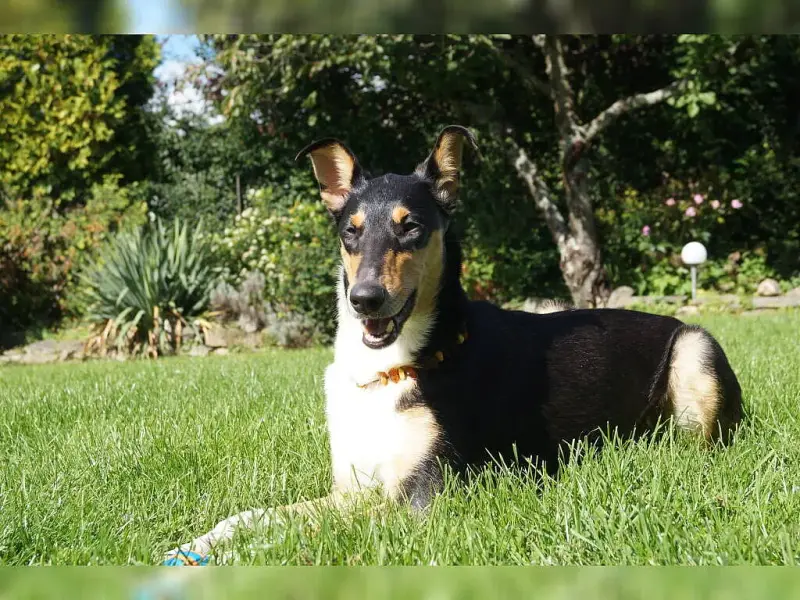 Madra Tales