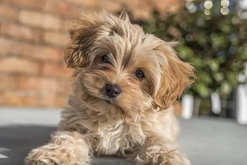Cavapoochon – raça de cão