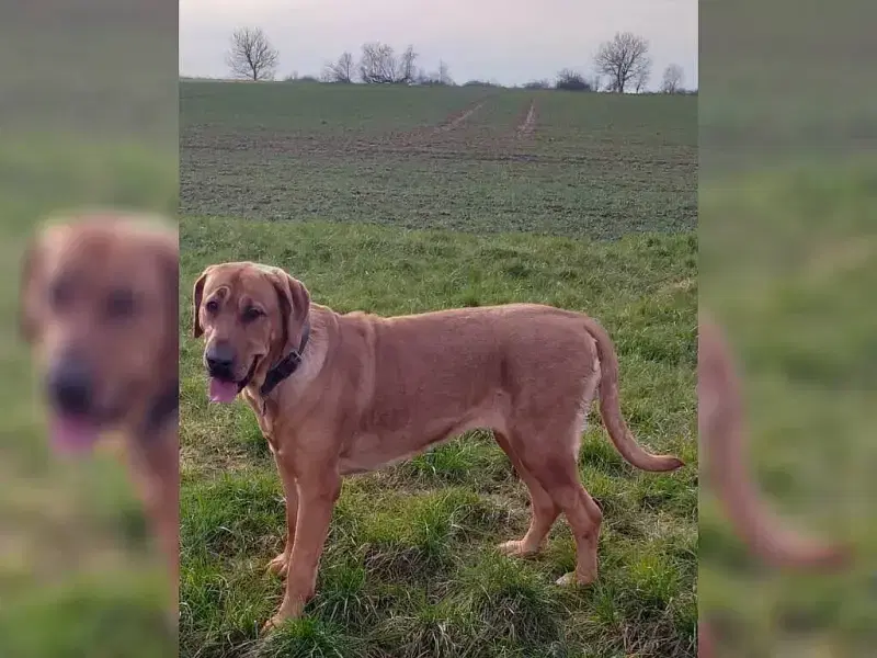 von der Schwefer Blögge