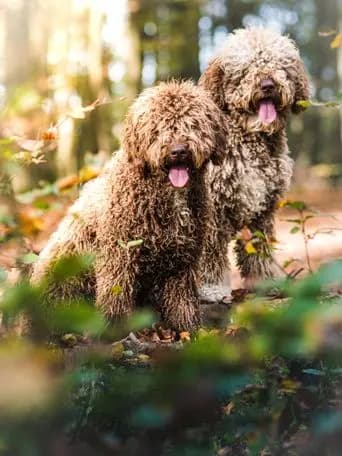 Perro de agua español – raza de perro