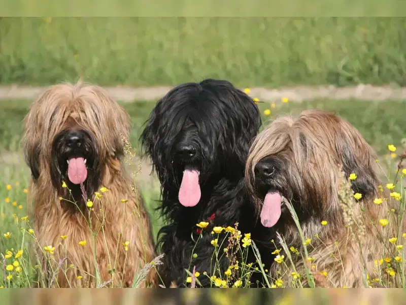 de la citadelle fort