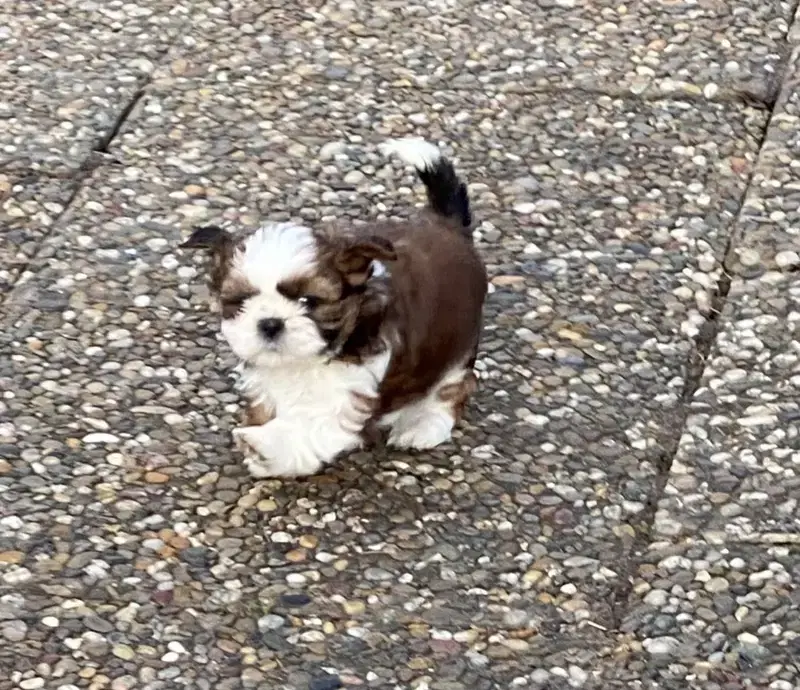 Shih Tzu von Cyname’s  - Bild 1