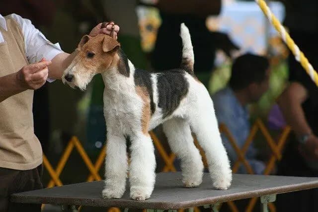 Fox Terrier (Drahthaar) – Hunderasse