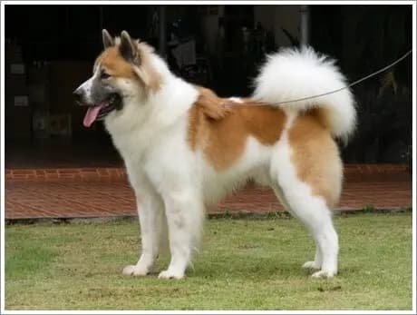 Thai Bangkaew Dog – Hunderasse
