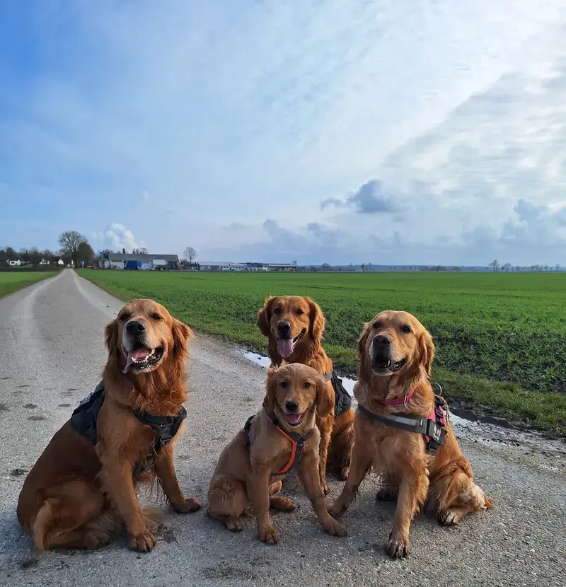 von der Mountainfielder Dog-Ranch - Bild 1