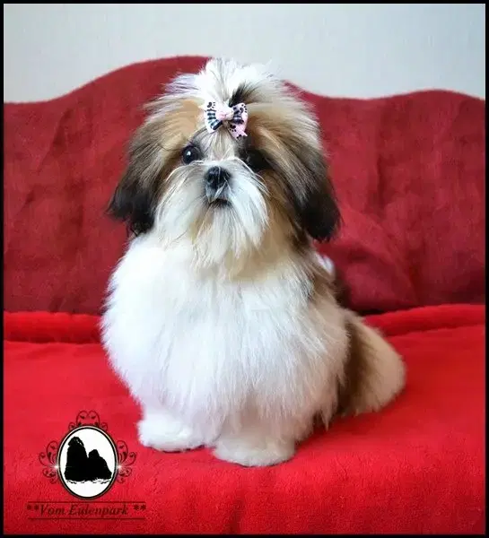 Shih Tzu vom Eulenpark - Bild 1