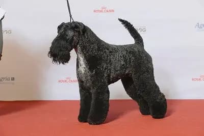 Kerry Blue Terrier – Hunderasse