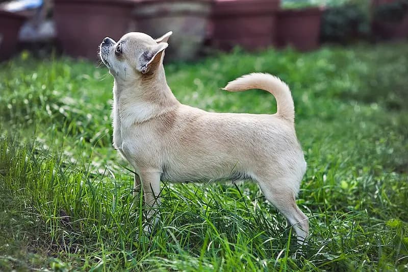 Chihuahua – Hunderasse