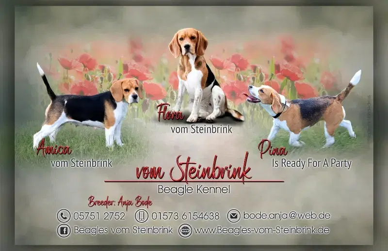 Vom Steinbrink  - Bild 1
