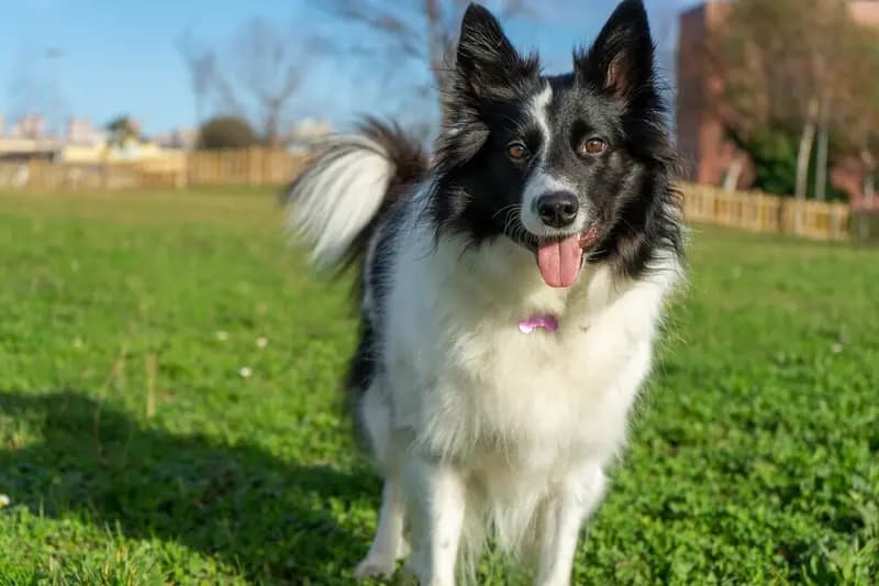 Border Collie – dog breed