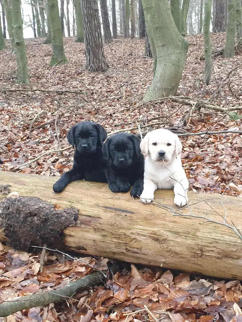 Labradorzucht "Von der Gandenitzer Heide" - Bild 1
