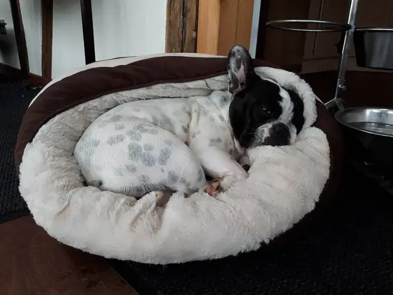 Frenchie vom Elisabeth-Brunnen