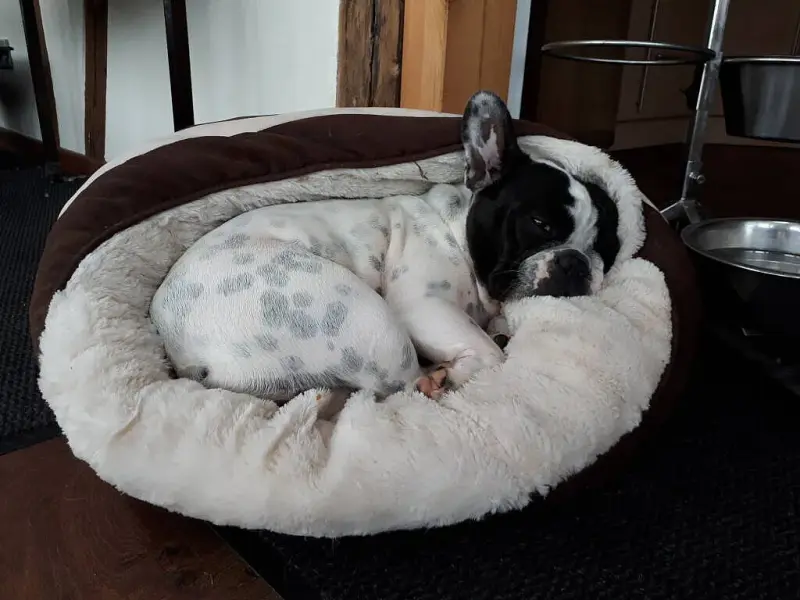 Frenchie vom Elisabeth-Brunnen