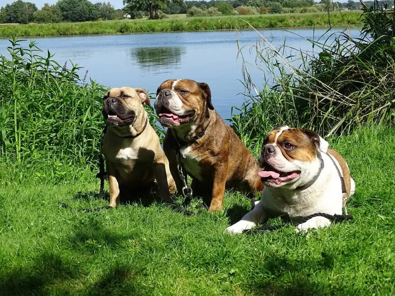 Valleyriver Bulls