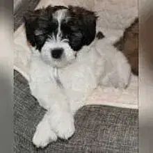 von den Bocholter Strolchen