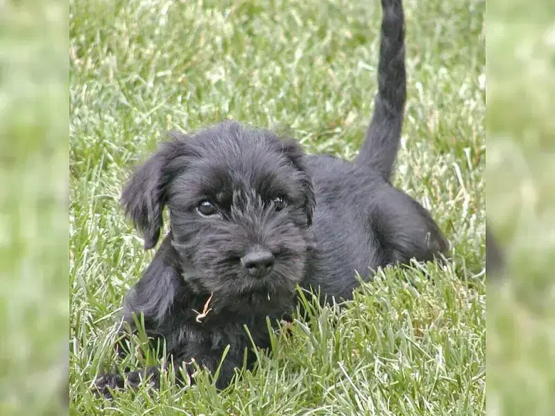 vom Kaiser Barbarossa