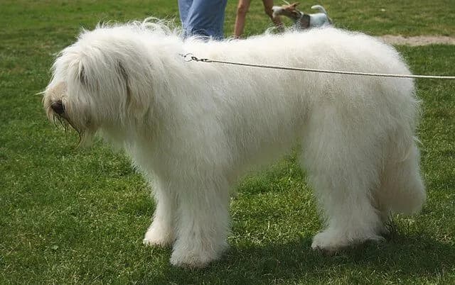 Hunde für erfahrene Rudelhalter