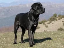 Schwarze Hunderasse