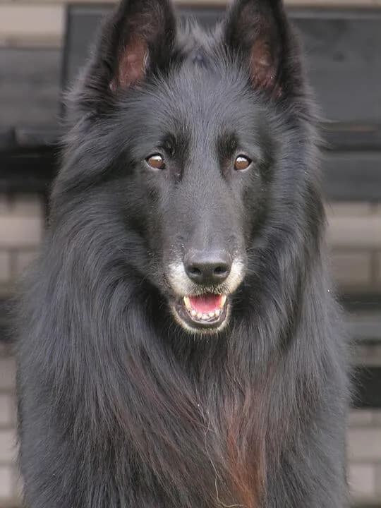 Perros de Pastoreo Negros