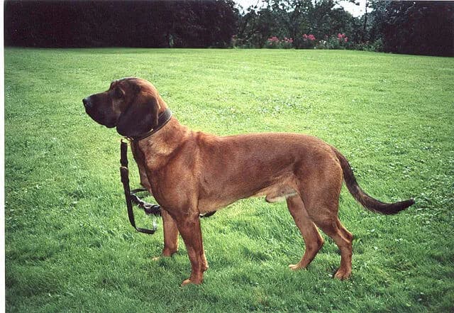 Hunde, die Nassfutter bevorzugen