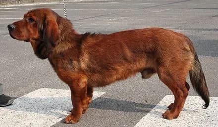 Hunde mit aussergewöhnlicher Lernfähigkeit