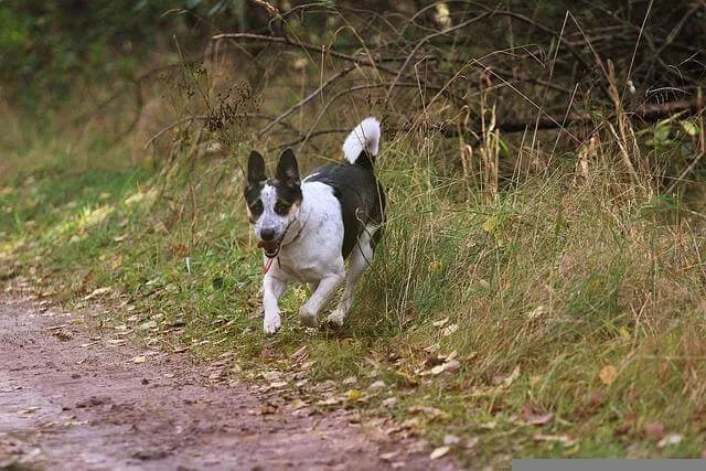 Hunde mit mittlerer Lebenserwartung (10-15 Jahre)