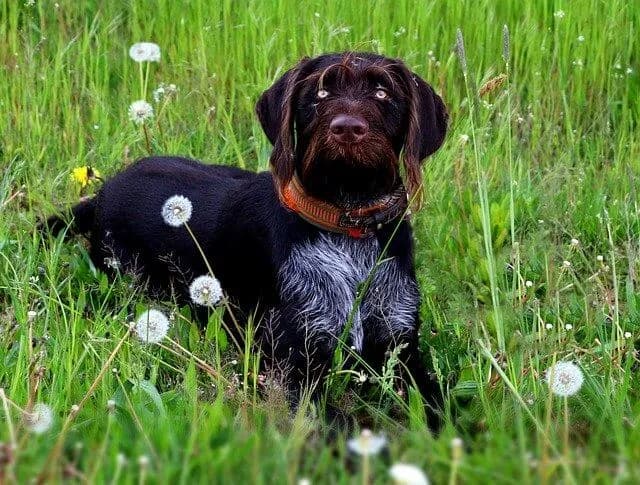 Hochenergetische Hunde