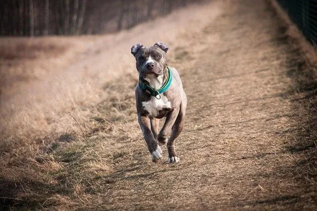 Für Rohfütterung geeignete Hunde