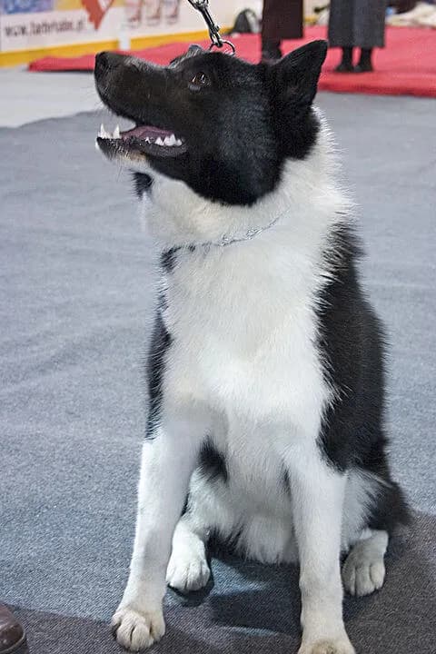 Hunde für Anfänger