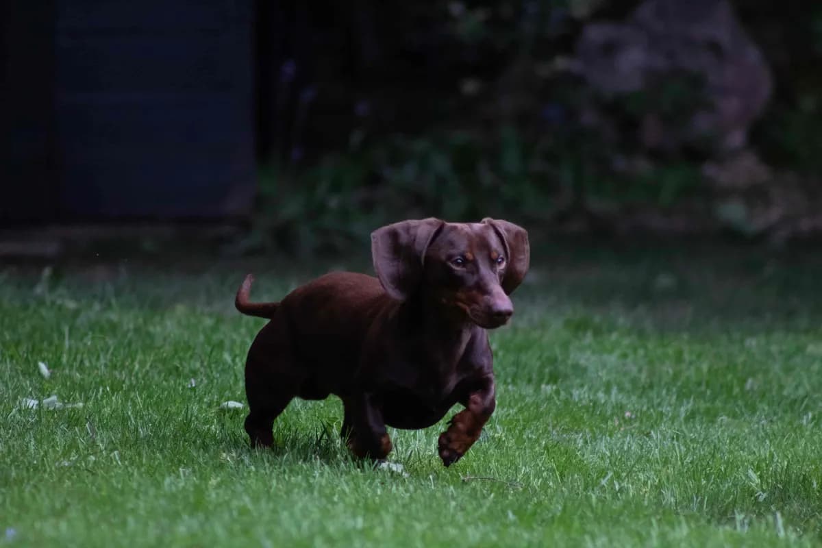 Schwer erziehbare Hunde