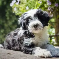 Tibet Terrier