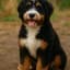 Bernedoodle (Bernersennenhund x Pudel)