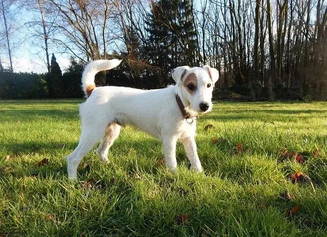Parson Russell Terrier