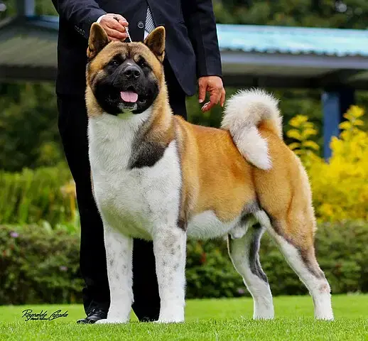 Amerikanischer Akita