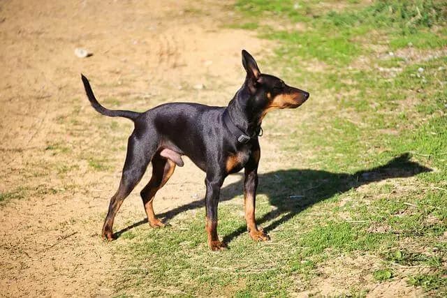 Manchester Terrier breed