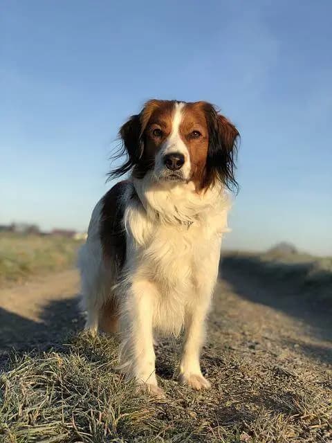 Nederlandse Kooikerhondje