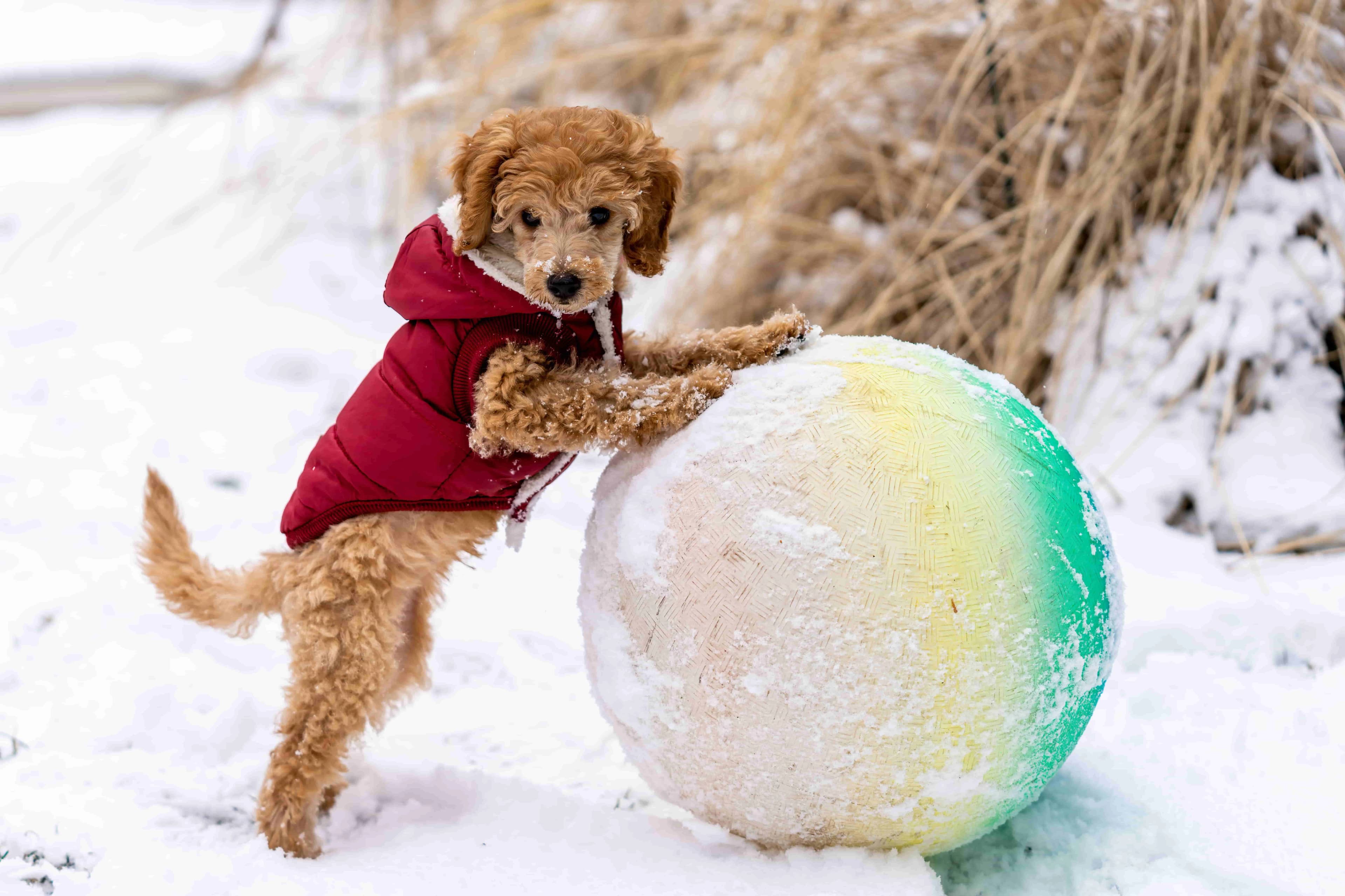 Pudel (Toy) breed